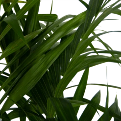 Kentiapalm - Howea Forsteriana - P27 H170 - Kamerplant 10 Kentiapalm - Howea Forsteriana - P27 H170 - Kamerplant -Planten Winkel kentiapalm howea forsteriana p27 h170 6