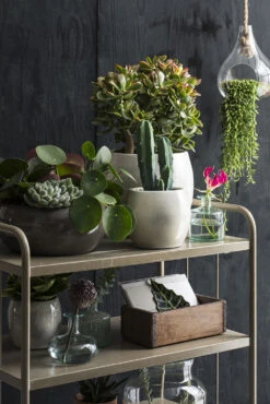 Bloempot Lester - D38 X H35cm - Lichtgrijs 5 Bloempot Lester - D38 X H35cm - Lichtgrijs -Planten Winkel lester pot rond lgrijs h35xd38cm bloempot 6 12