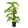 Monstera Adansonii Op Mosstok - Monkey Mask/Leaf- P16 H65 - Kamerplant 2 Monstera Adansonii Op Mosstok - Monkey Mask/Leaf- P16 H65 - Kamerplant -Planten Winkel monstera adansonii monkey mask rimpelgatenplant p16 h65 4