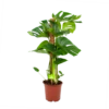 Monstera Deliciosa Op Mosstok - Gatenplant - P19 H80 - Kamerplant 1 Monstera Deliciosa Op Mosstok - Gatenplant - P19 H80 - Kamerplant -Planten Winkel monstera deliciosa op mosstok gatenplant p19 h80 1