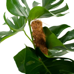 Monstera Deliciosa Op Mosstok - Gatenplant - P19 H80 - Kamerplant -Planten Winkel monstera deliciosa op mosstok gatenplant p19 h80 5