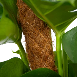 Monstera Deliciosa Op Mosstok - Gatenplant - P19 H80 - Kamerplant -Planten Winkel monstera deliciosa op mosstok gatenplant p19 h80 6