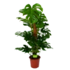 Monstera Deliciosa Op Mosstok - Gatenplant - P24 H120 - Kamerplant 2 Monstera Deliciosa Op Mosstok - Gatenplant - P24 H120 - Kamerplant -Planten Winkel monstera deliciosa op mosstok gatenplant p24 h120 1 1