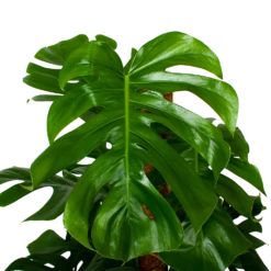 Monstera Deliciosa Op Mosstok - Gatenplant - P24 H120 - Kamerplant 7 Monstera Deliciosa Op Mosstok - Gatenplant - P24 H120 - Kamerplant -Planten Winkel monstera deliciosa op mosstok gatenplant p24 h120 5 1