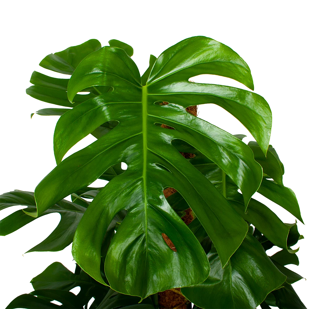 Monstera Deliciosa Op Mosstok - Gatenplant - P24 H120 - Kamerplant 4 Monstera Deliciosa Op Mosstok - Gatenplant - P24 H120 - Kamerplant - Afbeelding 2