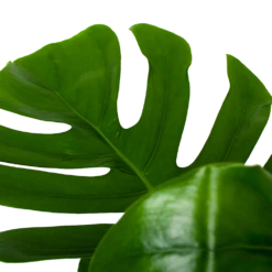 Monstera Deliciosa Op Mosstok - Gatenplant - P24 H120 - Kamerplant 8 Monstera Deliciosa Op Mosstok - Gatenplant - P24 H120 - Kamerplant -Planten Winkel monstera deliciosa op mosstok gatenplant p24 h120 6