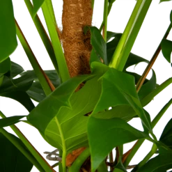 Monstera Deliciosa Op Mosstok - Gatenplant - P24 H150 - Kamerplant -Planten Winkel monstera deliciosa op mosstok gatenplant p24 h150 6