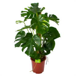 Monstera Deliciosa Op Mosstok - Gatenplant - P27 H120 - Kamerplant
