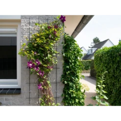 Nature - Metalen Klimrek Geplastificeerd Grijs H145x57cm 8 Nature - Metalen Klimrek Geplastificeerd Grijs H145x57cm -Planten Winkel nature metalen klimrek geplastificeerd grijs h145x57cm 3 2