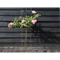 Nature - Metalen Klimrek Geplastificeerd Groen H145x42,5cm 8 Nature - Metalen Klimrek Geplastificeerd Groen H145x42,5cm -Planten Winkel nature metalen klimrek geplastificeerd groen h145x42 5cm 3 2