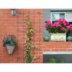 Nature - Metalen Klimrek Geplastificeerd Groen H145x72,5cm 8 Nature - Metalen Klimrek Geplastificeerd Groen H145x72,5cm -Planten Winkel nature metalen klimrek geplastificeerd groen h145x72 5cm 3 2