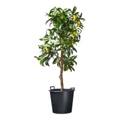 Nature - Ritzi Container Zwart 50L - Met Handgreep 7 Nature - Ritzi Container Zwart 50L - Met Handgreep -Planten Winkel nature ritzi container zwart 50l met handgreep plantencontainer 3