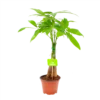 Pachira Aquatica - Geldboom - P12 H45 - Kamerplant 2 Pachira Aquatica - Geldboom - P12 H45 - Kamerplant -Planten Winkel pachira aquatica geldboom p12 h45 1