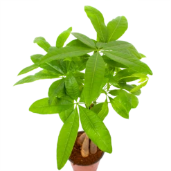 Pachira Aquatica - Geldboom - P12 H45 - Kamerplant 8 Pachira Aquatica - Geldboom - P12 H45 - Kamerplant -Planten Winkel pachira aquatica geldboom p12 h45 6