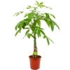 Pachira Aquatica - Geldboom - P19 H80 - Kamerplant 1 Pachira Aquatica - Geldboom - P19 H80 - Kamerplant -Planten Winkel pachira aquatica geldboom p19 h80 4