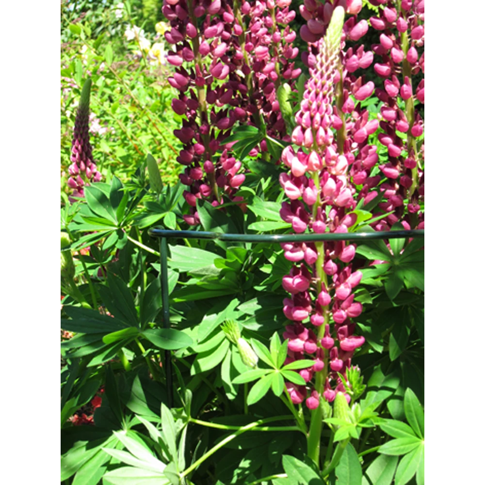 Peacock - Trellis Vario Gotisch M - U00f84 Mm 4 Peacock - Trellis Vario Gotisch M - U00f84 Mm - Afbeelding 2