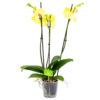 3 Taks Phalaenopsis Limelight - Vlinderorchidee - P12 H60 - Kamerplant 1 3 Taks Phalaenopsis Limelight - Vlinderorchidee - P12 H60 - Kamerplant -Planten Winkel phalaenopsis vlinderorchidee 3 taks p12 h60 geel 4