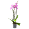 3 Taks Phalaenopsis Bloomington - Vlinderorchidee - P12 H60 - Kamerplant 1 3 Taks Phalaenopsis Bloomington - Vlinderorchidee - P12 H60 - Kamerplant -Planten Winkel phalaenopsis vlinderorchidee 3 taks p12 h60 roze 4