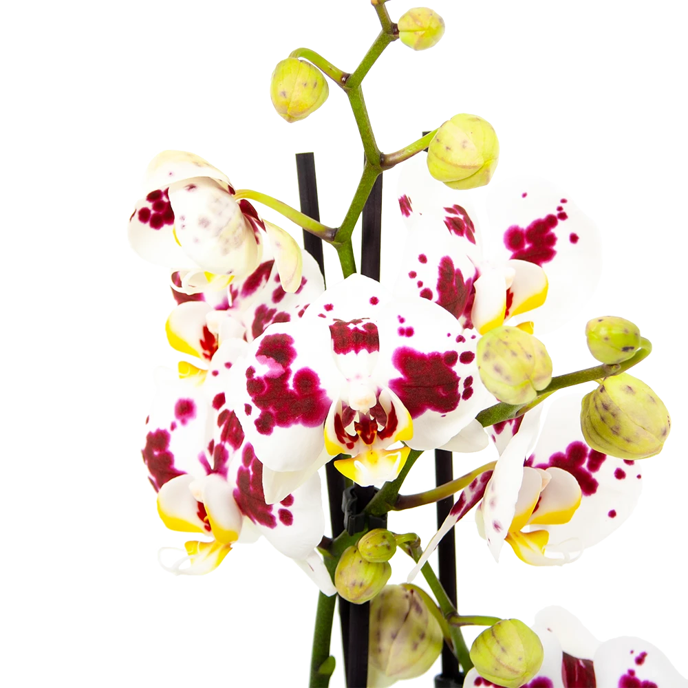 3 Taks Phalaenopsis Pop Art - Vlinderorchidee - P12 H60 - Kamerplant 4 3 Taks Phalaenopsis Pop Art - Vlinderorchidee - P12 H60 - Kamerplant - Afbeelding 2