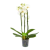 3 Taks Phalaenopsis Lighthouse - Vlinderorchidee - P12 H60 - Kamerplant 2 3 Taks Phalaenopsis Lighthouse - Vlinderorchidee - P12 H60 - Kamerplant -Planten Winkel phalaenopsis vlinderorchidee 3 taks p12cm h60cm wit 4