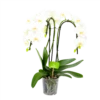 Phalaenopsis - Vlinderorchidee - 3 Taks - Waterfall - P12 H60 Wit - Kamerplant 2 Phalaenopsis - Vlinderorchidee - 3 Taks - Waterfall - P12 H60 Wit - Kamerplant -Planten Winkel phalaenopsis vlinderorchidee 3 taks waterfall p12cm h60cm wit 4
