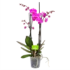 4 Taks Phalaenopsis Evolution - Vlinderorchidee - P12 H60 - Kamerplant 1 4 Taks Phalaenopsis Evolution - Vlinderorchidee - P12 H60 - Kamerplant -Planten Winkel phalaenopsis vlinderorchidee 4 taks p12 h60 donker roze 4