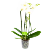 4 Taks Phalaenopsis Lighthouse - Vlinderorchidee - P12 H60 - Kamerplant 2 4 Taks Phalaenopsis Lighthouse - Vlinderorchidee - P12 H60 - Kamerplant -Planten Winkel phalaenopsis vlinderorchidee 4 taks p12cm h60cm wit 4