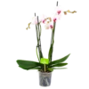 4 Taks Phalaenopsis Denver - Vlinderorchidee - P12 H60 - Kamerplant 2 4 Taks Phalaenopsis Denver - Vlinderorchidee - P12 H60 - Kamerplant -Planten Winkel phalaenopsis vlinderorchidee 4 taks p12cm h60cm wit roze 4