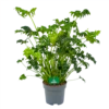 Philodendron Atlantis - P21 H75 - Kamerplant -Planten Winkel philodendron atlantis p21 h75 kamerplant 1