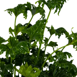 Philodendron Atlantis - P21 H75 - Kamerplant 8 Philodendron Atlantis - P21 H75 - Kamerplant -Planten Winkel philodendron atlantis p21 h75 kamerplant 4