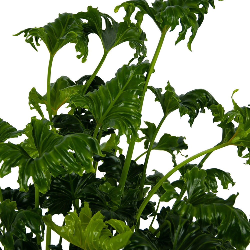 Philodendron Atlantis - P21 H75 - Kamerplant 5 Philodendron Atlantis - P21 H75 - Kamerplant - Afbeelding 3