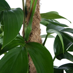 Philodendron Florida Beauty Op Mosstok - P24 H80 - Kamerplant -Planten Winkel philodendron florida beauty op mosstok p24 h80 6 1