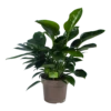 Philodendron Green Princess - P21 H70 - Kamerplant -Planten Winkel philodendron green princess p21 h70 1 1