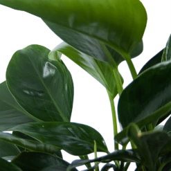 Philodendron Green Princess - P21 H70 - Kamerplant 8 Philodendron Green Princess - P21 H70 - Kamerplant -Planten Winkel philodendron green princess p21 h70 6
