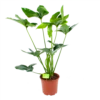 Philodendron Green Wonder - P19 H75 - Kamerplant -Planten Winkel philodendron green wonder p19 h75 1 2