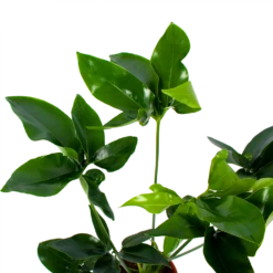 Philodendron Green Wonder - P19 H75 - Kamerplant 7 Philodendron Green Wonder - P19 H75 - Kamerplant -Planten Winkel philodendron green wonder p19 h75 2 2