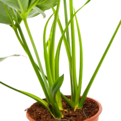 Philodendron Green Wonder - P19 H75 - Kamerplant 8 Philodendron Green Wonder - P19 H75 - Kamerplant -Planten Winkel philodendron green wonder p19 h75 3 2