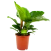 Philodendron Imperial Green - P19 H60 - Kamerplant -Planten Winkel philodendron imperial green p14 h45 4 1