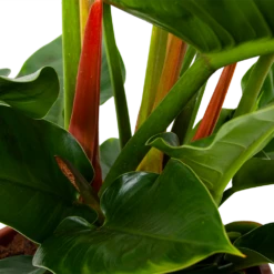 Philodendron Imperial Green - P19 H60 - Kamerplant 6 Philodendron Imperial Green - P19 H60 - Kamerplant -Planten Winkel philodendron imperial green p14 h45 5 1