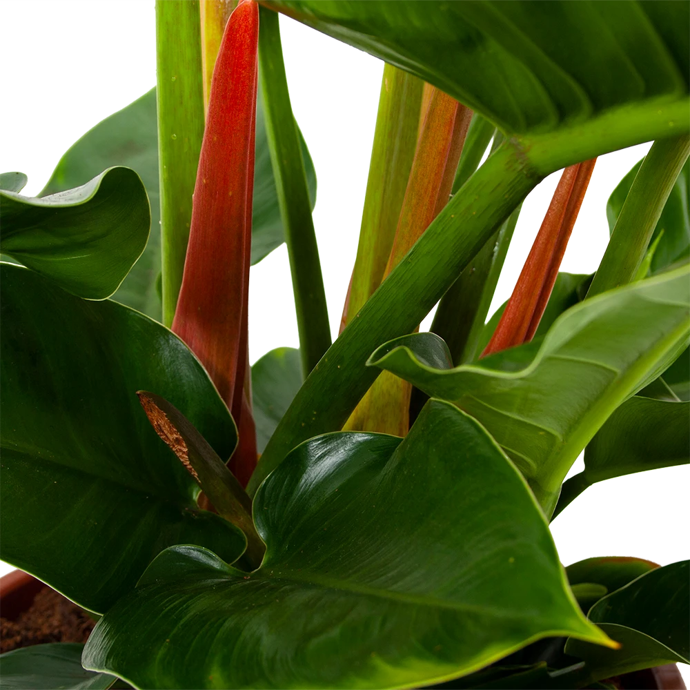 Philodendron Imperial Green - P19 H60 - Kamerplant 4 Philodendron Imperial Green - P19 H60 - Kamerplant - Afbeelding 2