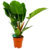Philodendron Imperial Green - P19 H80 - Kamerplant 1 Philodendron Imperial Green - P19 H80 - Kamerplant -Planten Winkel philodendron imperial green p19 h80 4