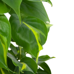 Philodendron Scandens Brasil Op Mosstok - P17 H75 - Kamerplant -Planten Winkel philodendron scandens brasil op mosstok p17 h75 6 1