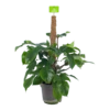 Philodendron Squamiferum Piramide Op Mosstok - P24 H70 - Kamerplant -Planten Winkel philodendron squamiferum piramide op mosstok p24 h70 1