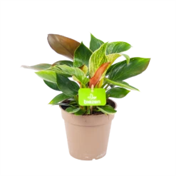 Philodendron White Wave - P13 H30 - Kamerplant