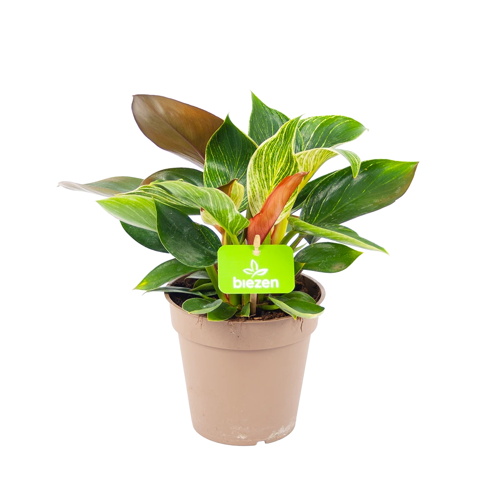 Philodendron White Wave - P13 H30 - Kamerplant 3 Philodendron White Wave - P13 H30 - Kamerplant