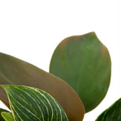 Philodendron White Wave - P13 H30 - Kamerplant 8 Philodendron White Wave - P13 H30 - Kamerplant -Planten Winkel philodendron white wave p13 h30 6