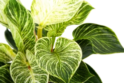 Philodendron White Wave - P17 H40 - Kamerplant 8 Philodendron White Wave - P17 H40 - Kamerplant -Planten Winkel philodendron white wave p17 h40 6 1