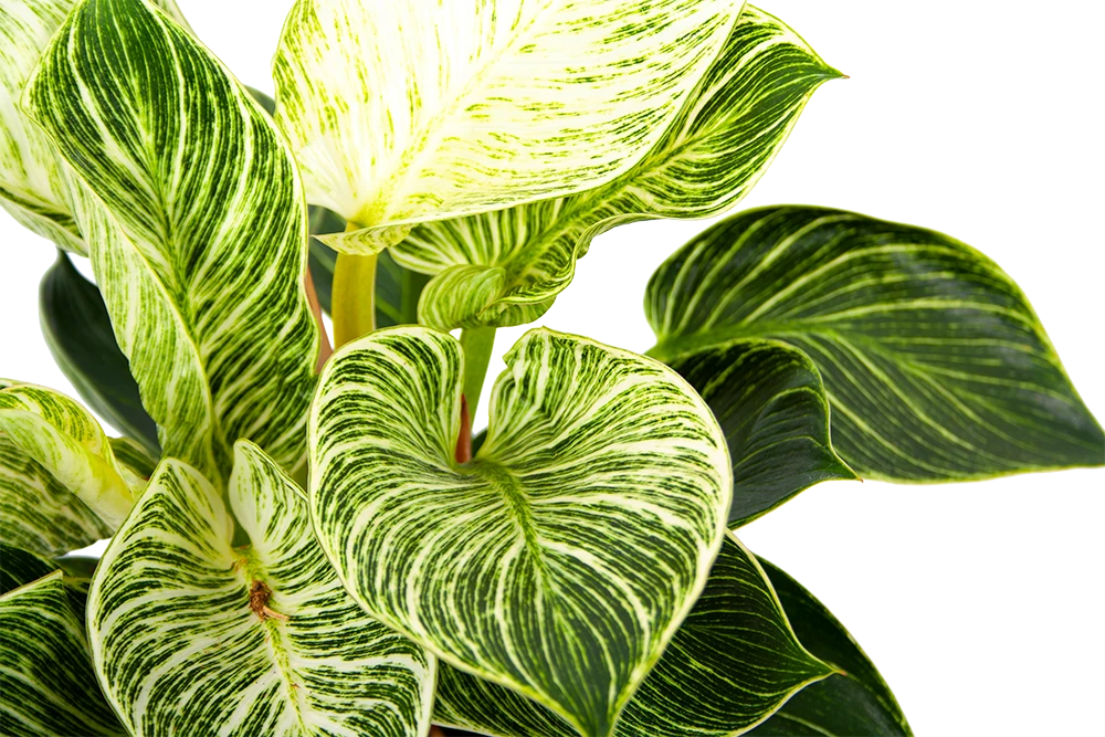 Philodendron White Wave - P17 H40 - Kamerplant 5 Philodendron White Wave - P17 H40 - Kamerplant - Afbeelding 3