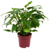 Philodendron Xanadu - P19 H50 - Kamerplant 2 Philodendron Xanadu - P19 H50 - Kamerplant -Planten Winkel philodendron xanadu p19 h50 4