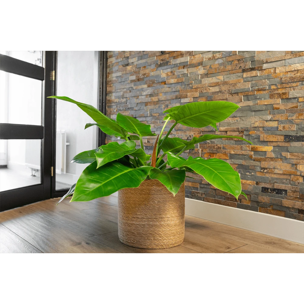 Plantenmand Stef - D28 X H28cm - Naturel 4 Plantenmand Stef - D28 X H28cm - Naturel - Afbeelding 2